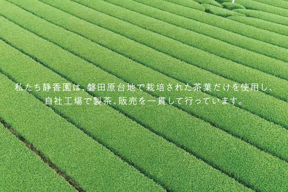 お茶 緑茶 べにふうき 静岡県磐田市から産地直送 静香園 の深蒸し茶